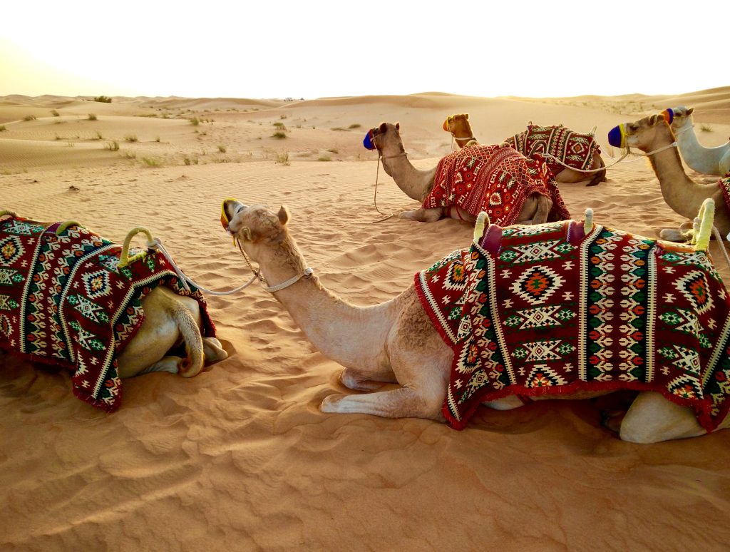 Enjoy a Desert Safari To The Most in Your Dubai Trip